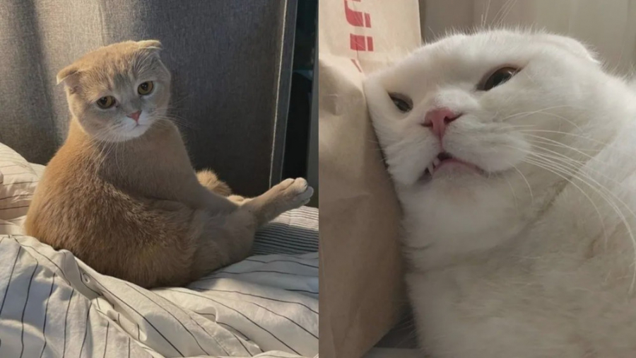 بهترین لحظات خنده دار گربه ها