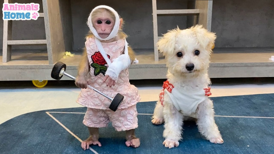 انتقام گرفتن میمون از سگ  حیوا...