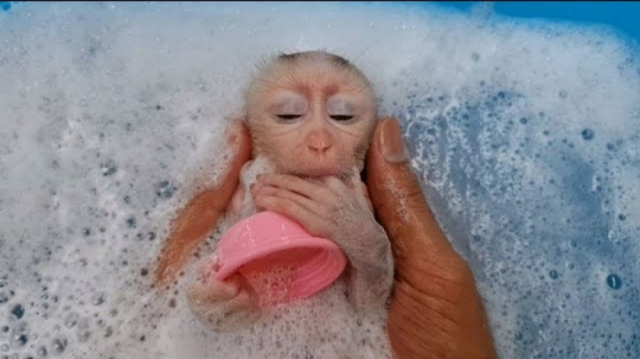 حمام کردن بچه میمون خواب آلود