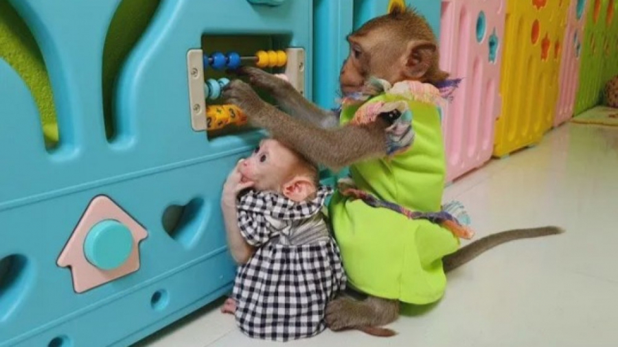 روتین خواب بچه میمون ها