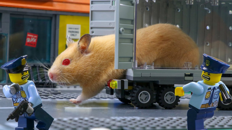 انیمیشن لگو &raquo;&raquo; همس...