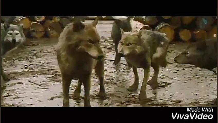 آهنگ شلوار پلنگی گرگ و میش