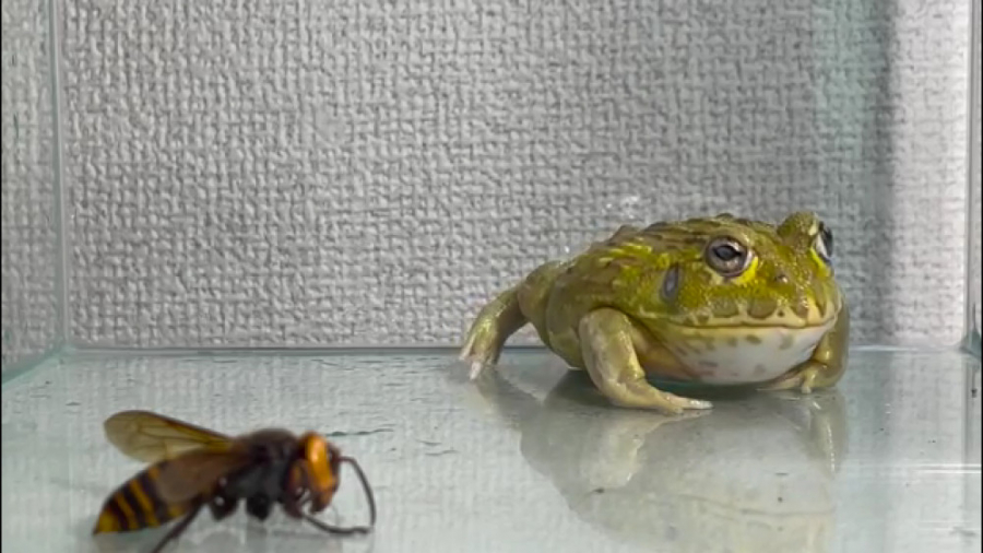 قورباقه گدرتمند vs زنبور های غ...