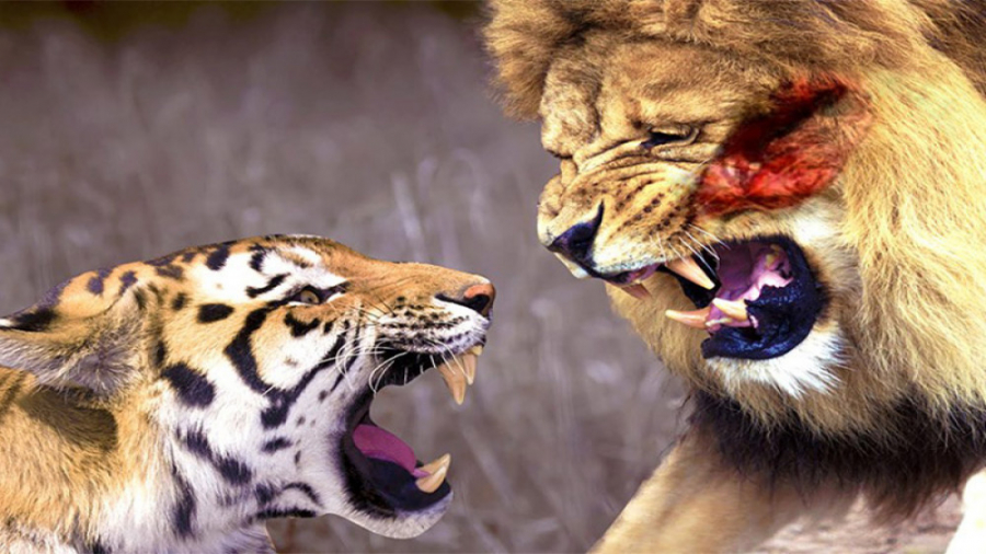 حیات وحش نبرد واقعی بین شیر و...