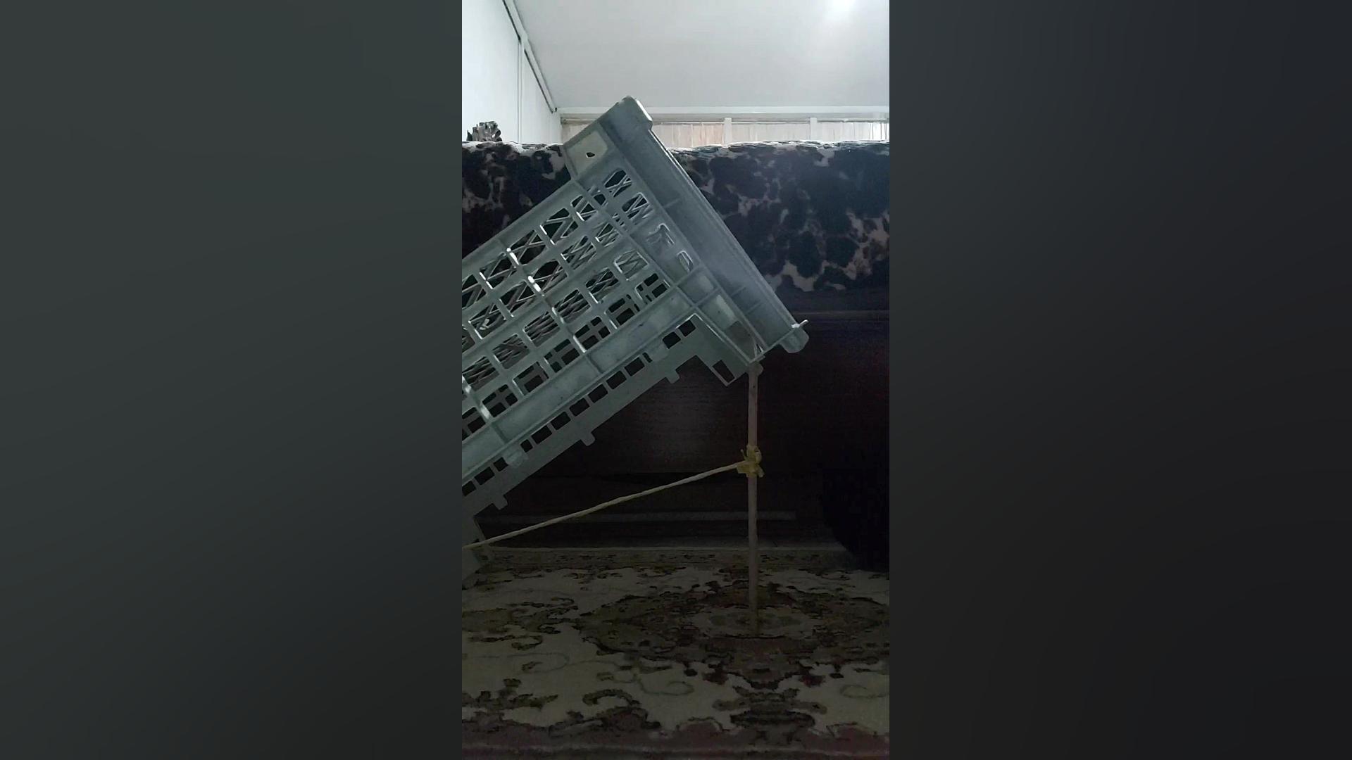 ساخت تله کبوتر