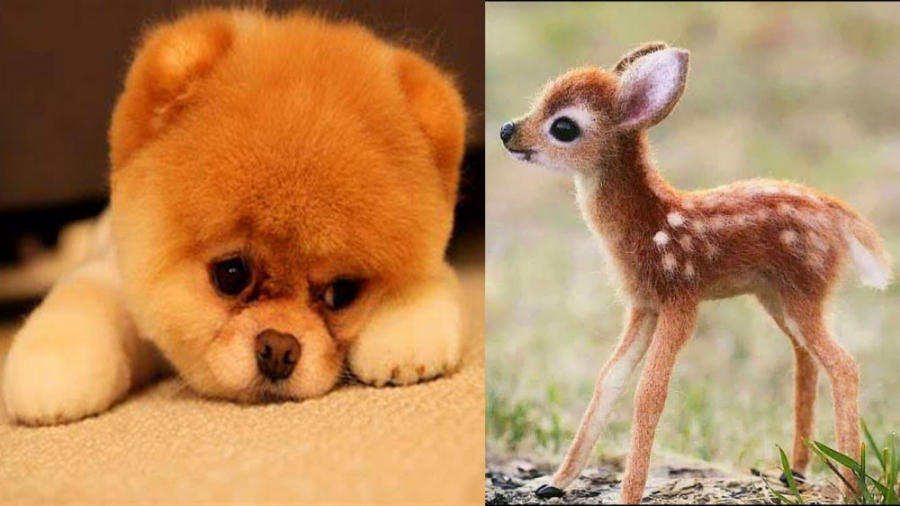 کلیپ حیوانات بامزه  سگ های پام...