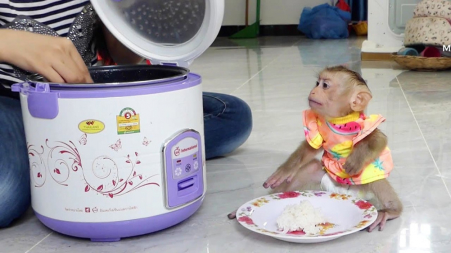 بچه میمون بامزه &raquo; نمیخوا...