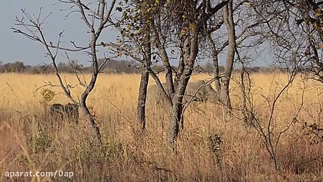 وحشت کرگدن از شیر ماده