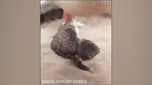 وای نه قلقلک