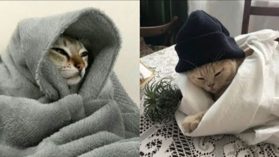 بهترین فیلم های گربه ها | لحظا...