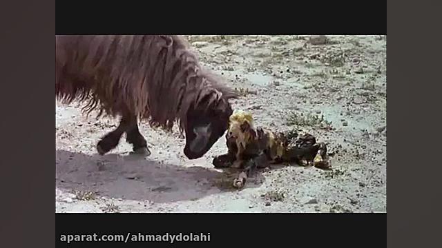 عماد بی مریم