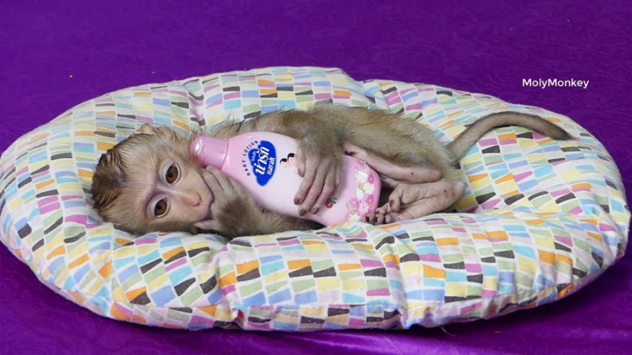 روتین روزمره بچه میمون بازیگوش