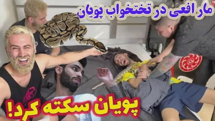 مار سمی افعی در تخت پویان  پوی...