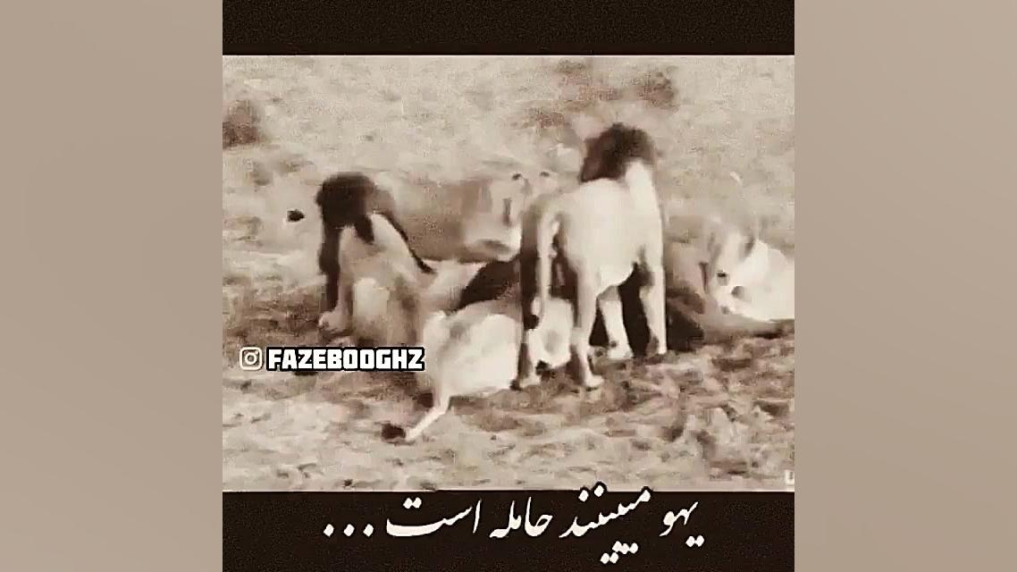 حیوان به حیوان رحم می کنه