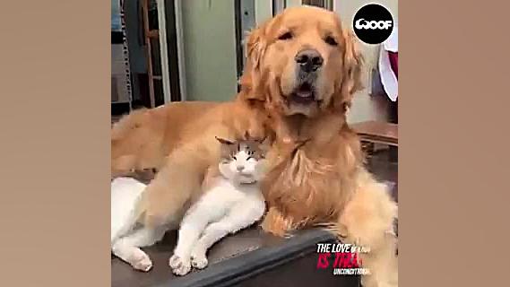 مهربانی حیوانات با همدیگر | کل...