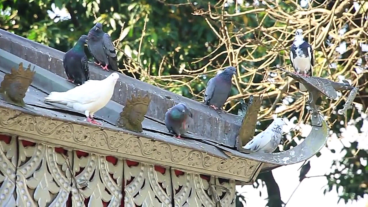 پخارا  شهرستان زیبا ترین نپال