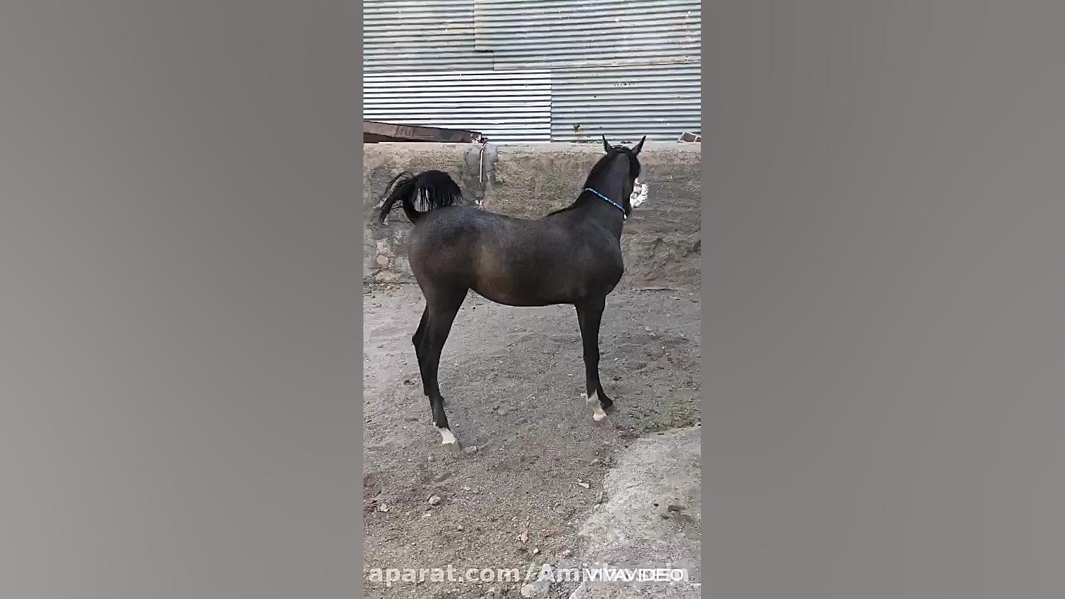 کره مادیان عرب ۱ سر خارجی