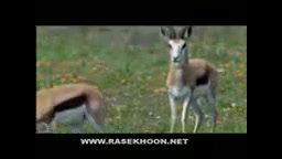 کلیپ رشد گیاهان