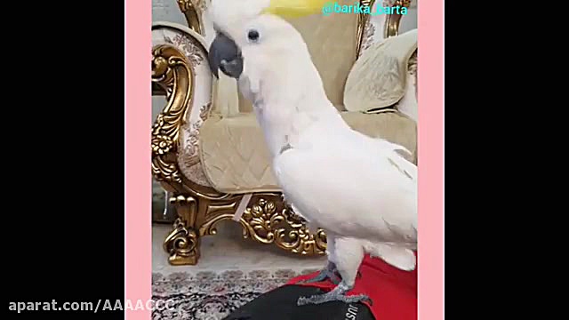 فیلم خنده دار طوطی کاکادو باری...