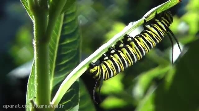 کارناوال | تولد یک شاه پروانه