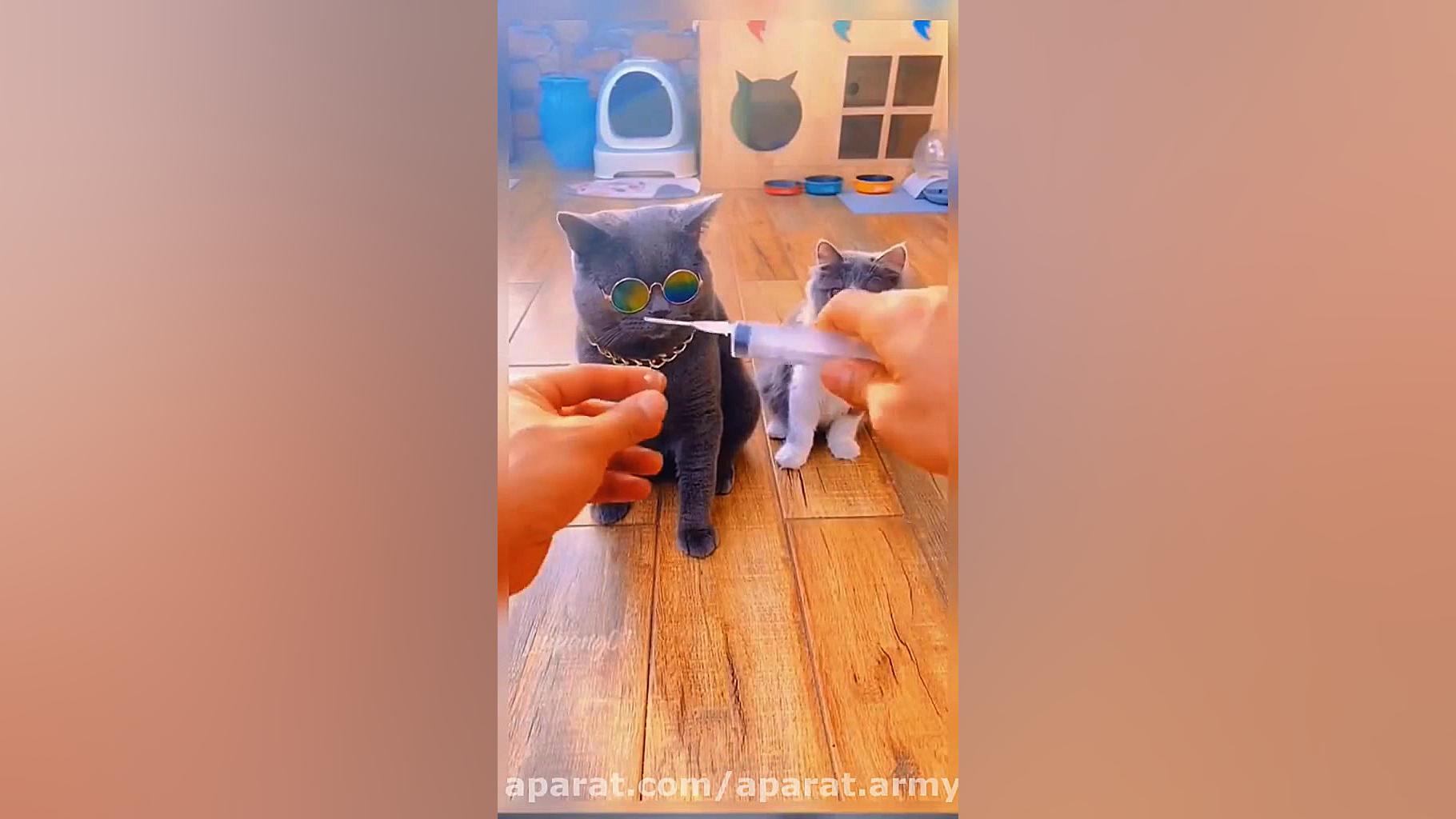 طنز امپول زدن گربه غش کرد