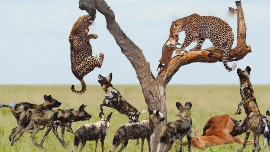 مستند حیات وحش  جنگ و نبرد حیو...