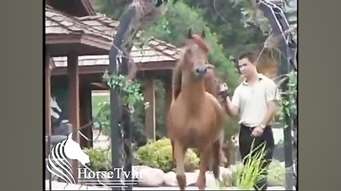 اسب عرب خارجی