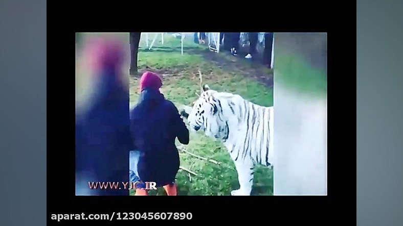 بازی کردن لوئیس همیلتون با ببر