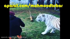 کشتی لوئیس همیلتون با ببر