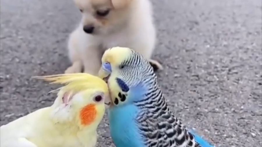 طنز حیوانات بامزه و خنده دار