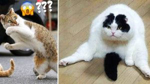 کلیپ طنز حیوانات بامزه | حیوان...