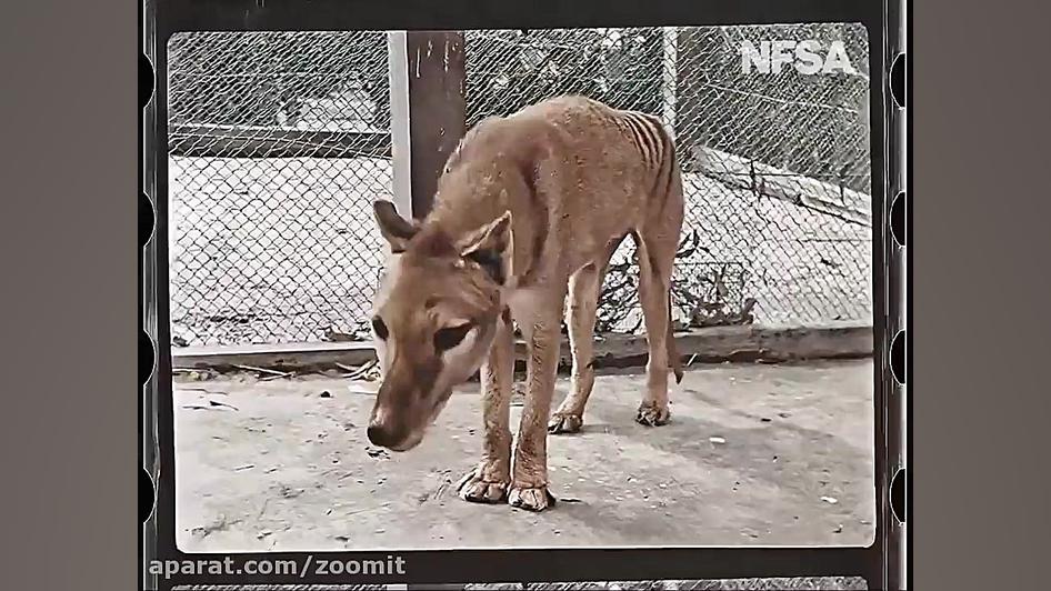 فیلم رنگی از گرگ تاسمانی منقرض...