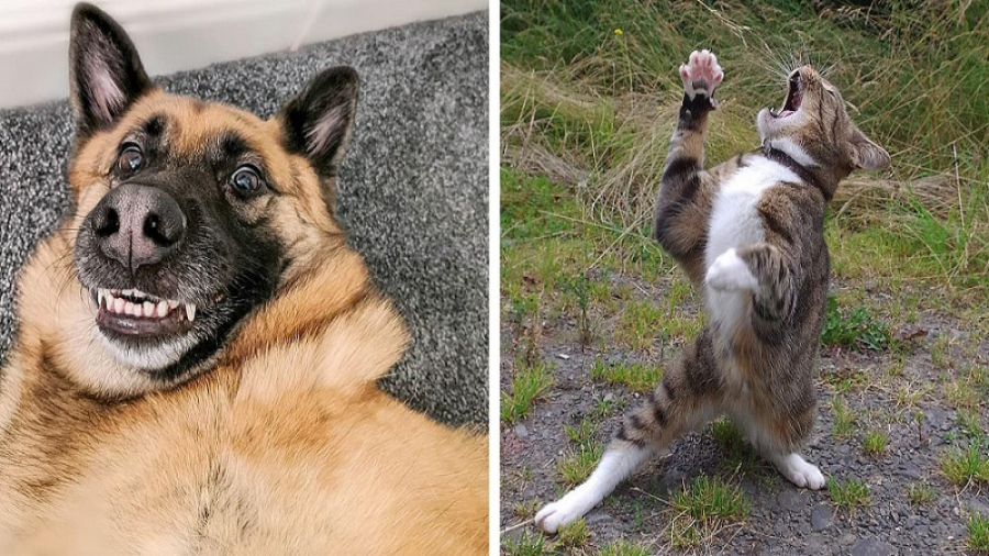 کلیپ حیوانات خانگی  طنز حیوانا...