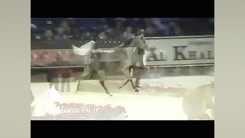 جشنواره اسب عرب خارجی