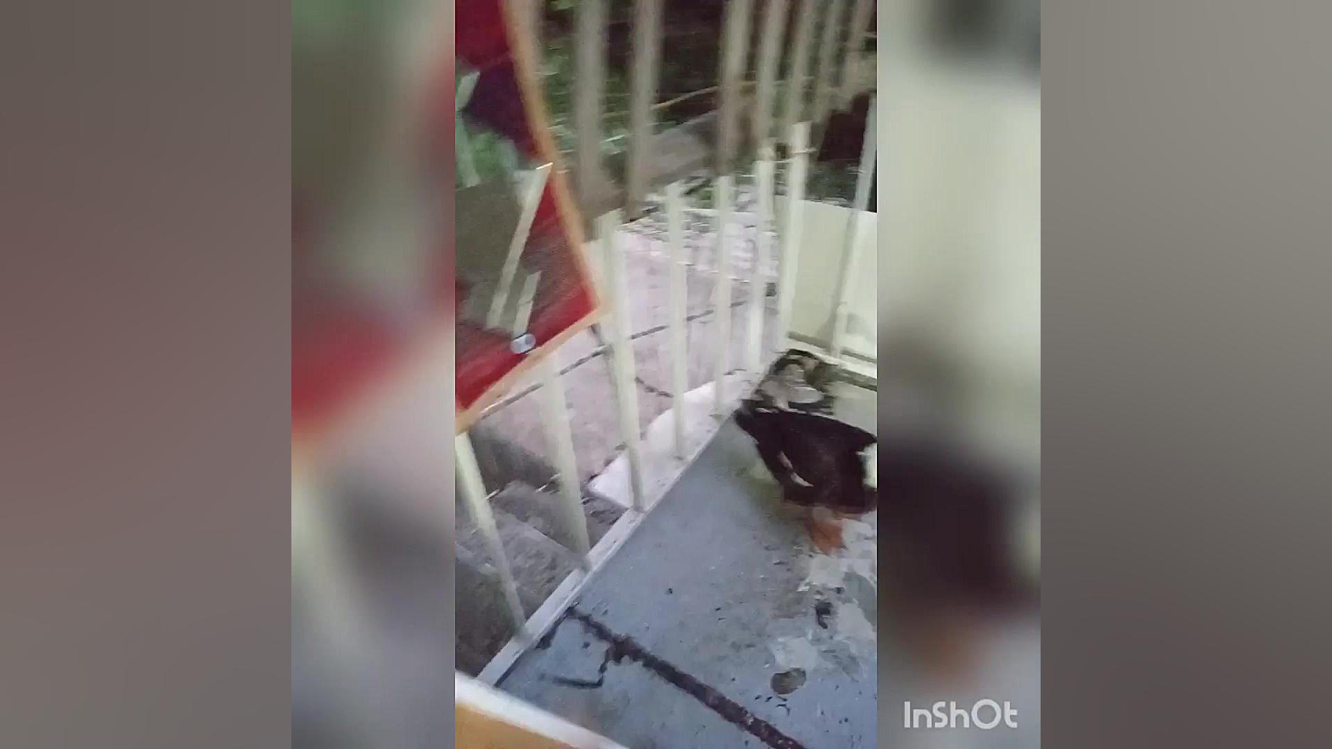 ولاگ حیوانات