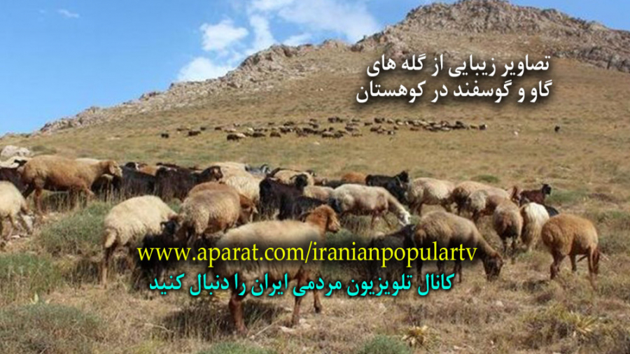 گله بز و گوسفند و گاو