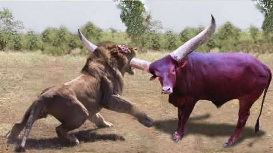 حیات وحش شکست و فرار شیر در مق...