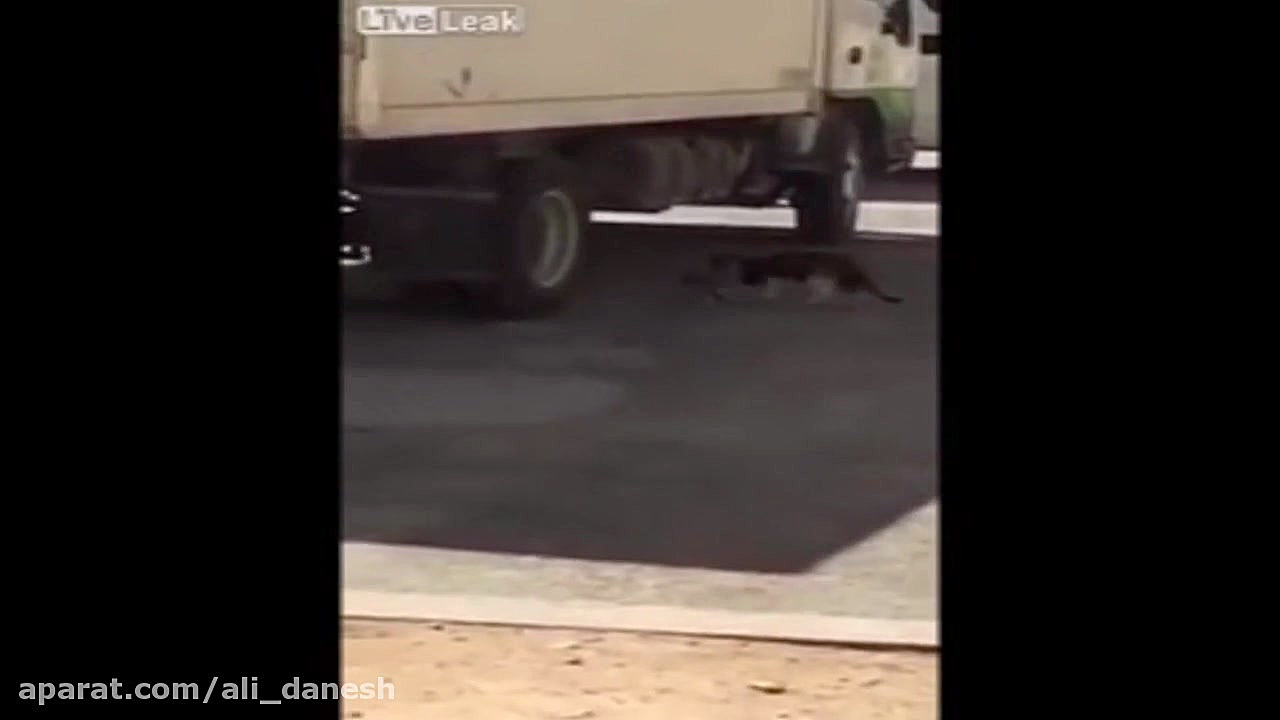 شکاری دیدنی