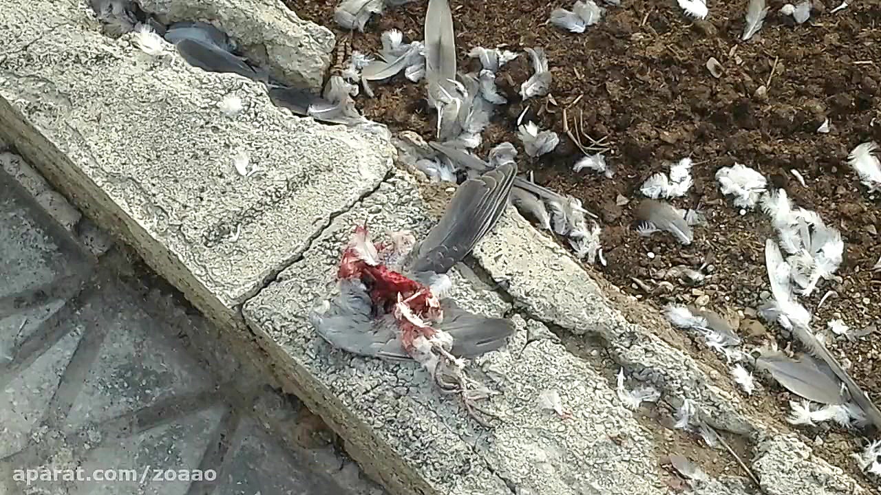 جنایت قرقی با کبوتر بدبخت