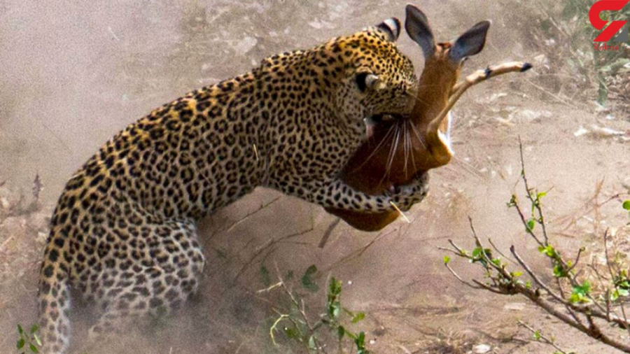 حیات وحش، نقشه پلنگ برای شکار...