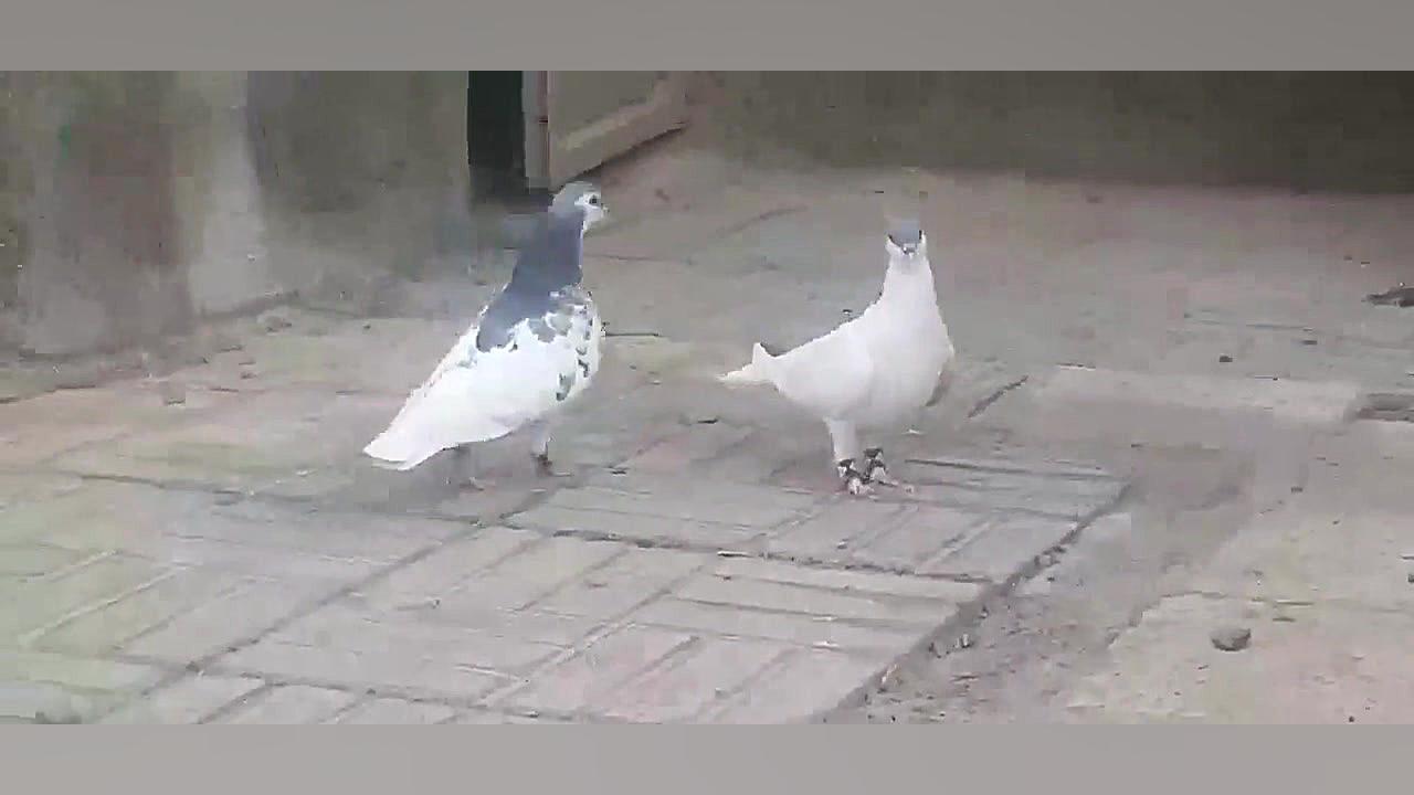 کلاغ سیاه و هفت رنگ