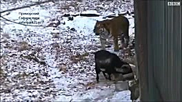 نشانه ی دوستی بین حیوانات