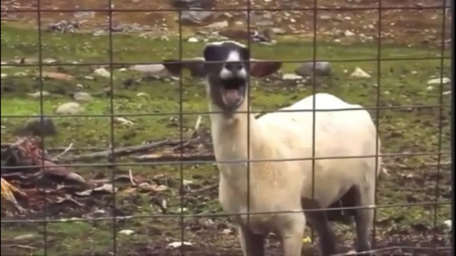The screaming sheep