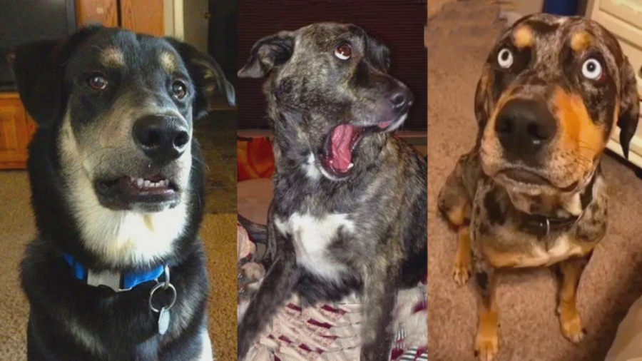 عکس&zwnj;العمل سگ&zwnj;ها  کلی...