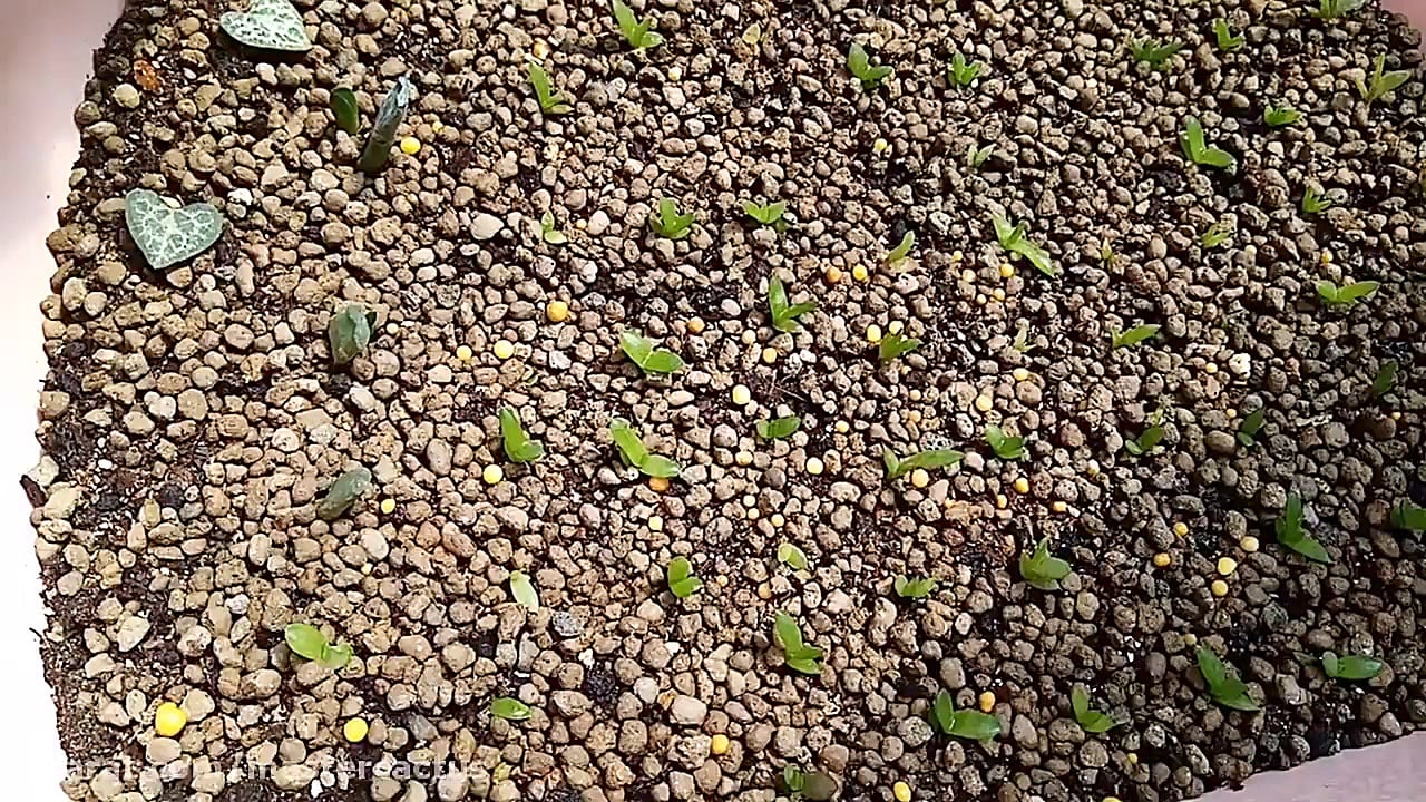 آموزش کاشت بذر هاورتیا