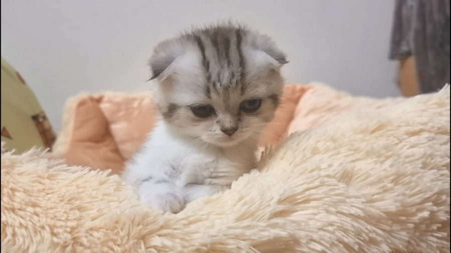 بچه گربه کیوت و بامزه