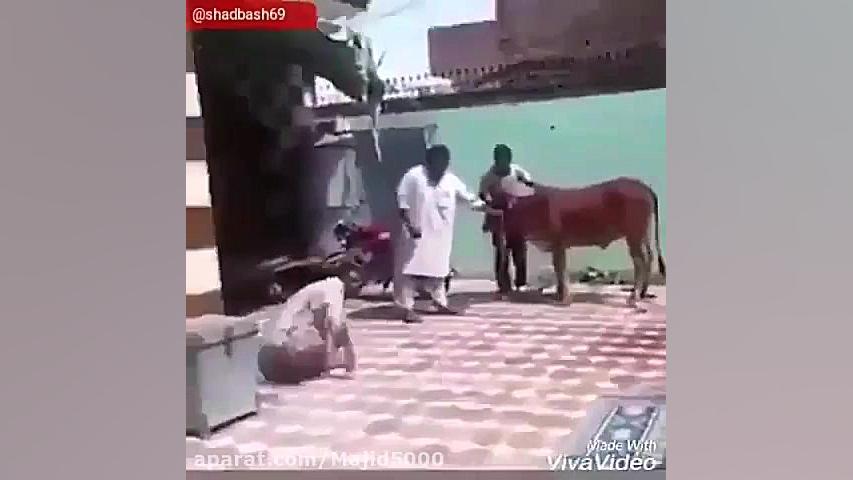 جفتکهای زدن های تاریخی حیوانات...