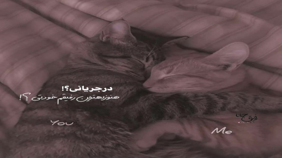 پروفایل فالو=فالو