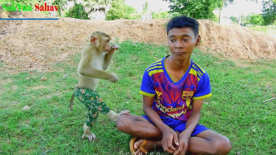 وابستگی میمون شیطون به صاحبش