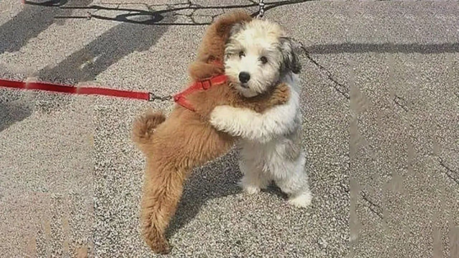 سگ پامرانین  توله سگهای بامزه...